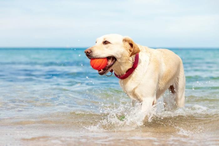 Discover the best pet-friendly beaches on the Costa Cálida of Murcia